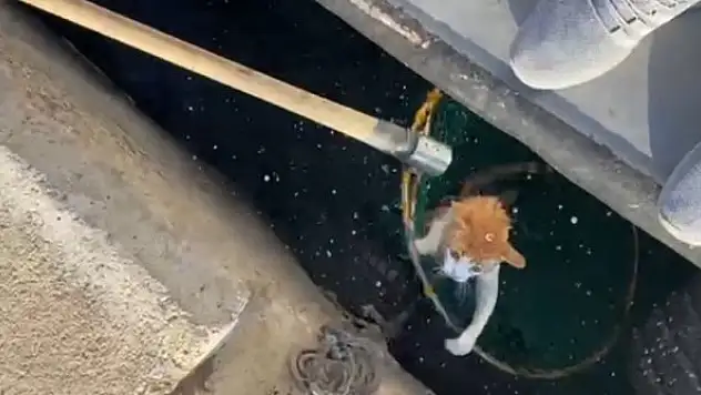 Denize düşen kediyi balıkçılar kurtardı