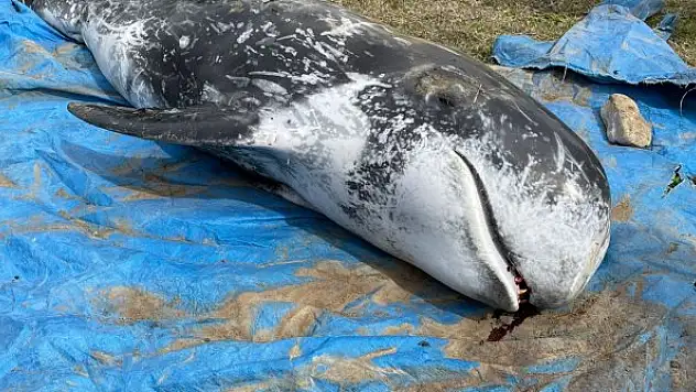 Bitkin halde yüzerken görülen yunus kıyıda ölü bulundu