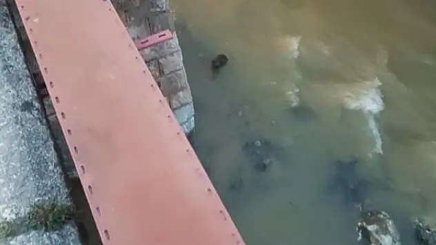 Nesli tükenmek üzere olan su samurları derede görüntülendi