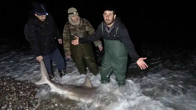 Kuzu balığı zannettiler oltayla 2 metrelik köpekbalığı çektiler