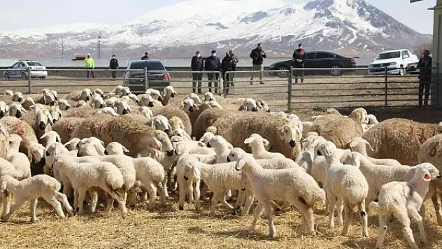 Yüzlerce koyun arasında annelerini kokularından tanıdılar