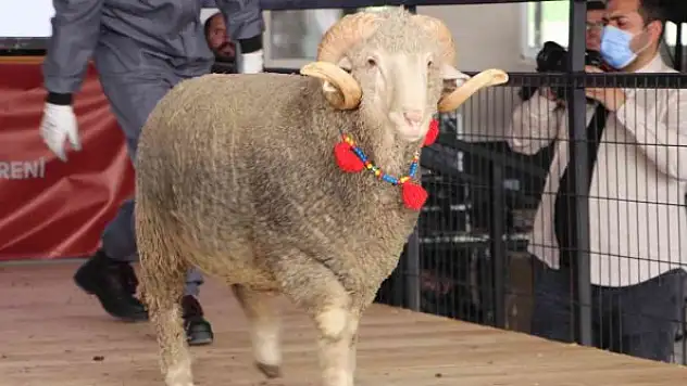 Merinos ırkı koç 12 bin 500 liradan satıldı