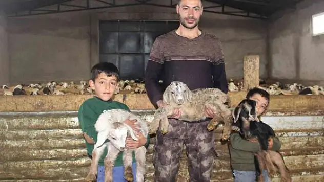 Üçüz yavrulayan keçi aileyi sevince boğdu