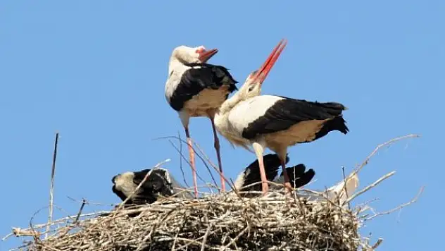 Baharın müjdecisi leylekler Kargı'ya gelmeye başladı
