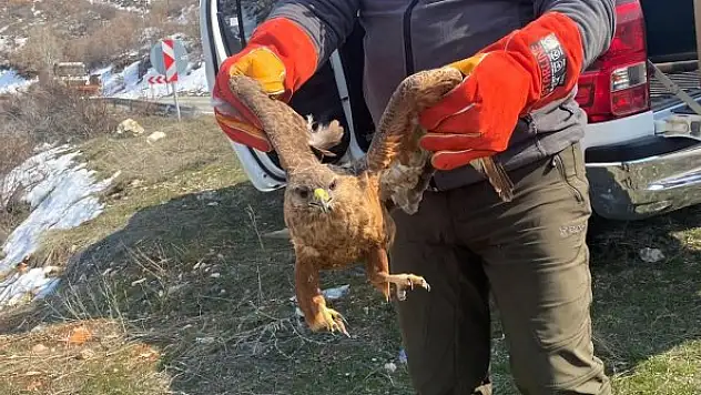 Tedavisi tamamlanan kızıl şahin doğaya bırakıldı