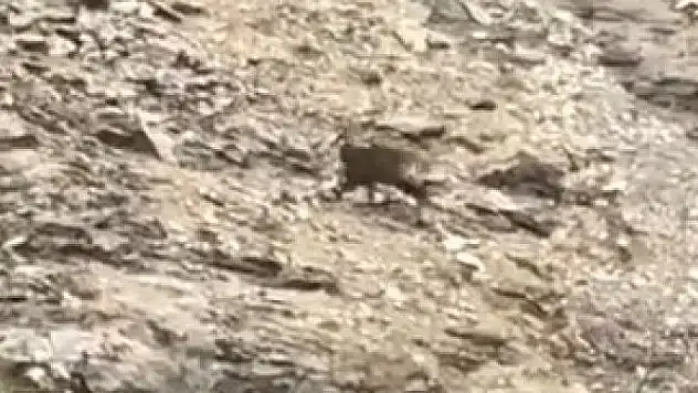 Çengel boynuzlu dağ keçileri görüntülendi