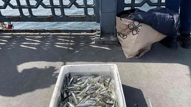 Boğaz'da dikkat çeken istavrit bolluğu