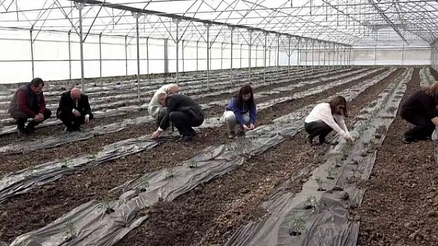Örtü altı domates fideleri toprakla buluştu