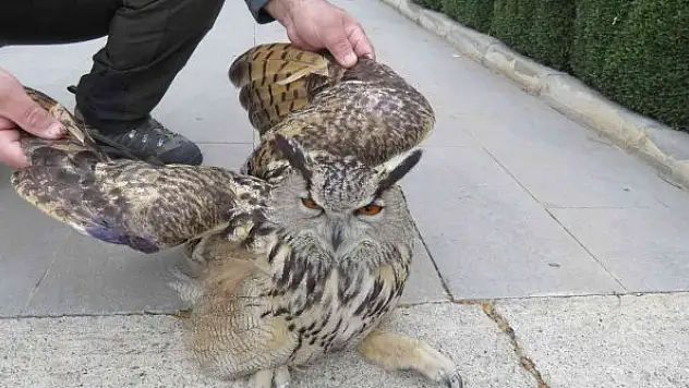 Tedavi edilen Puhu kuşu doğaya salındı