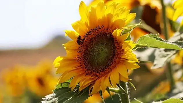 Ayçiçeği üretimine 46 milyon liralık destek