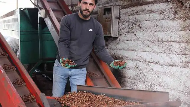 Altın değerindeki künarın zorlu yolculuğu başladı