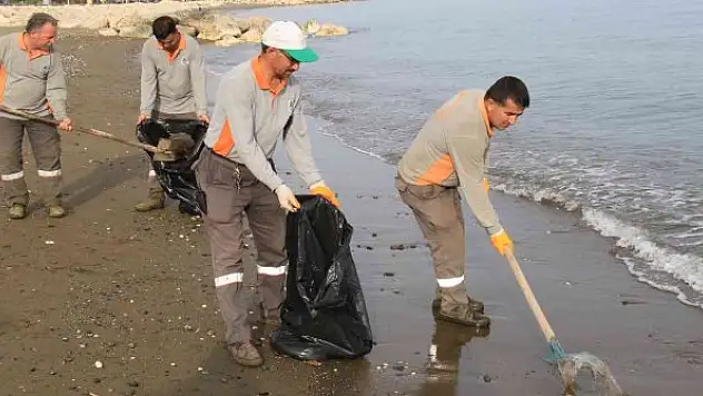 Akdeniz'de kıyılar ölü zehirli denizanalarından temizleniyor