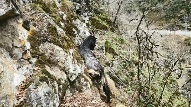 Kayalıklarda 6 gündür mahsur kalan keçiyi dağcılar kurtardı