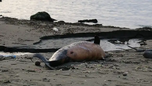 Sürmene sahiline 2 ölü yunus daha vurdu