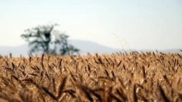 Buğday ve arpada yüksek rekolte bekleniyor