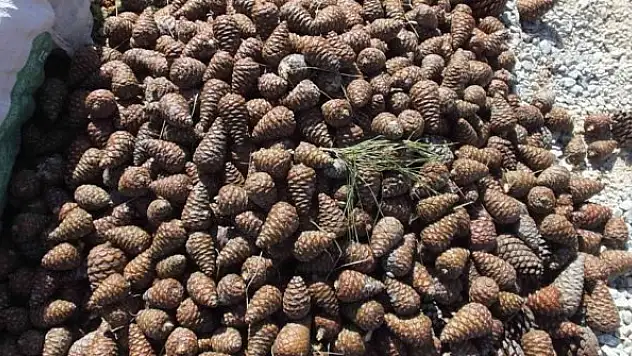 Burhaniye'de ormanlarda gençleştirme yapılıyor