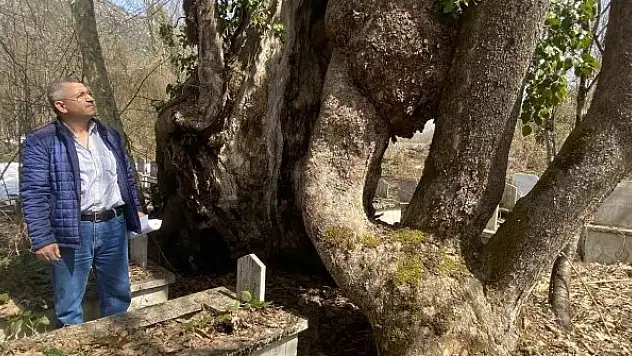 350 yıllık çınar ağacında Allah lafzı