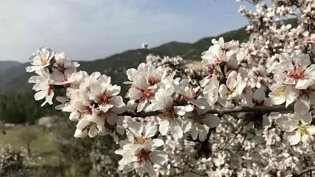 Akseki'de badem ağaçları çiçek açtı