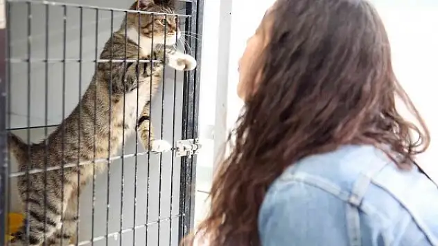 Kedilere özel hizmet