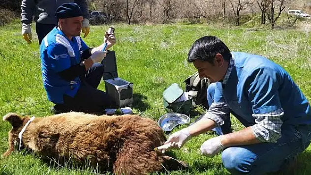 Yaralı ayı tedavi altına alındı