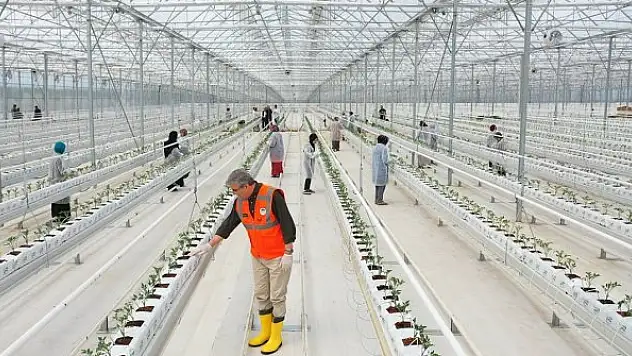Seracılık Mükemmeliyet Merkezi'nde 65 bin kök domates fidesi dikildi