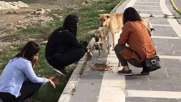 Gönüllüler sokak hayvanları için yiyecek bıraktı