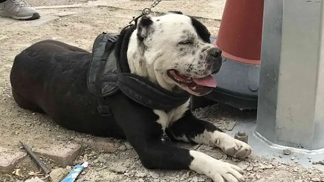 HAYDİ'den pitbull operasyonu, cezalar peş peşe geldi