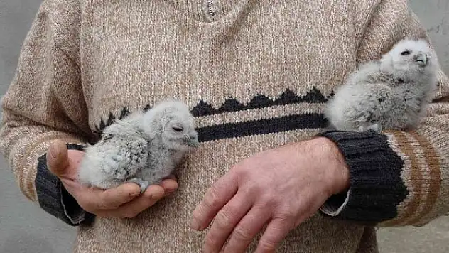 Serendisine yavrulayan baykuşla dost oldu