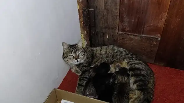 Anne kedi ve yavruları Hacı Bayram Camii'ni mesken tuttu