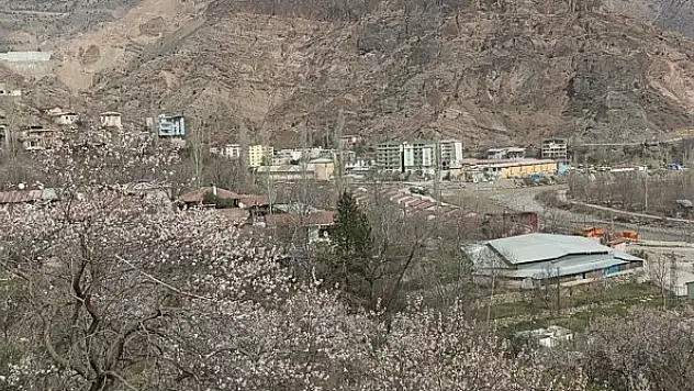 Bu ağaçlar bahara son kez 'Merhaba' dedi