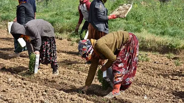 Manisa'da domates dikimi başladı
