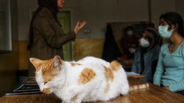 Tedavi edilen kediler, okulun maskotu oldu