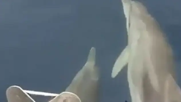 Yunus sürüsü tekneye eşlik etti