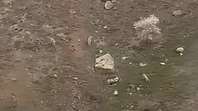 Elazığ'da kurt sürüsü görüntülendi