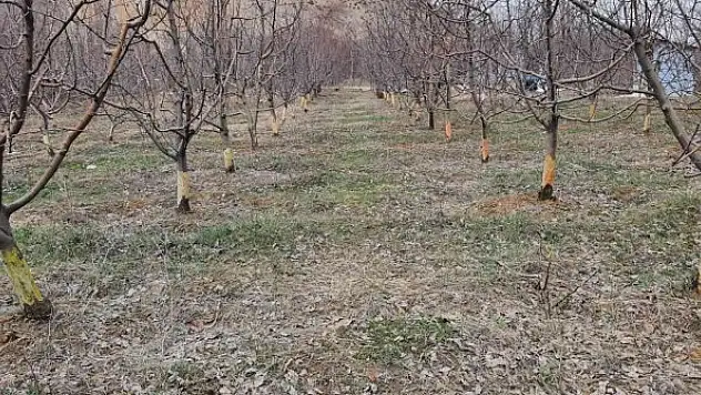 Ağaçları kemiren tavşanlar şikâyet konusu oldu