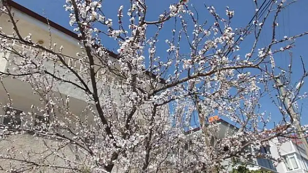 Meyve ağaçları rengarenk çiçek açtı