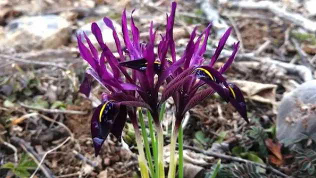 Bu bitkiyi koparan yandı