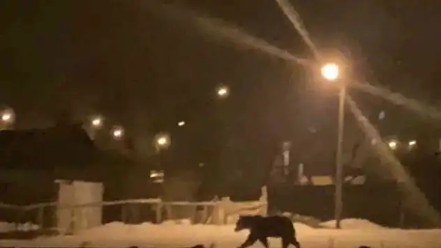 Aç kalan bozayı ilçe merkezine indi