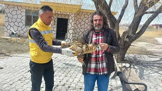 Yaralı Balaban tedavi altına alındı