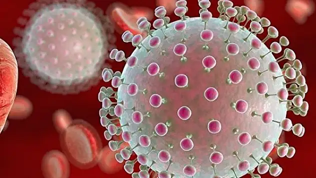 Yeni kabusun adı: Zika