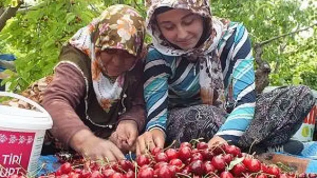 Hadim kirazı 'dalında' ihraç ediliyor