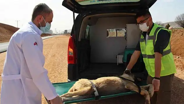 Sessiz dostlar için 'Tedavi ve Nakil Aracı' hizmete girdi