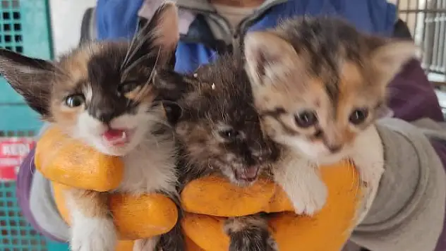 'Mucize kediler', sahiplendirildi