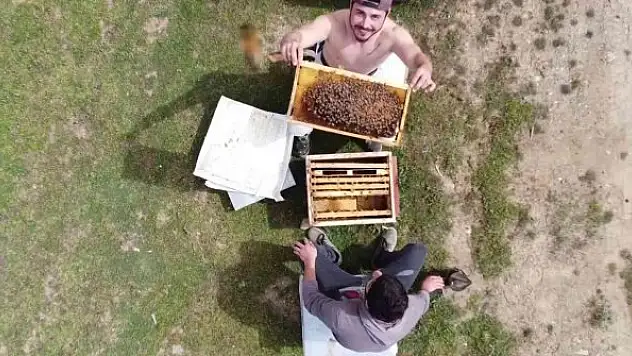 Binlerce arının arasında korkusuzca dolaşıyor