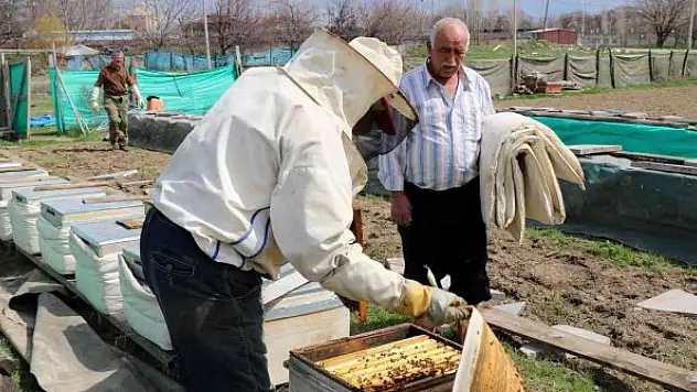 Bal arıları özgürlüğüne kavuştu