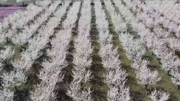 Çiçek açan meyve ağaçları kartpostallık görüntüler oluşturdu