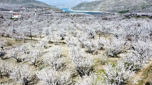 Kayısı üreticilerine zirai don uyarısı