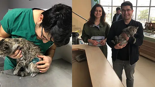 Konya'da doğumu yarım kalan kedi sezaryenle kurtarıldı