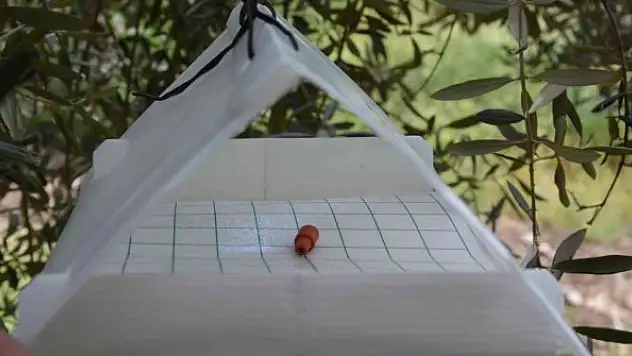 Zeytin ağaçlarında hastalık ve zararlıların tespiti için tuzak asılıyor