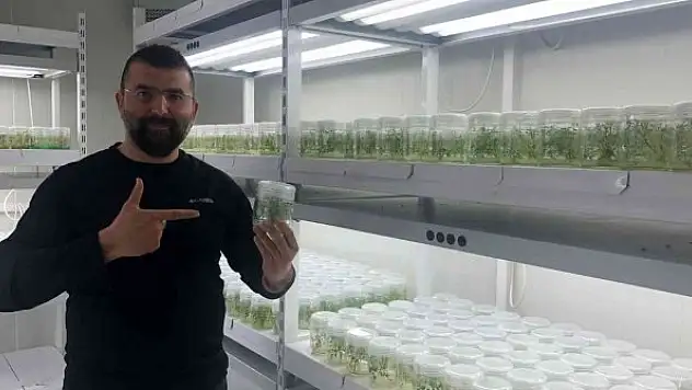 Milli patates çeşidi dışa bağımlılığı azaltacak